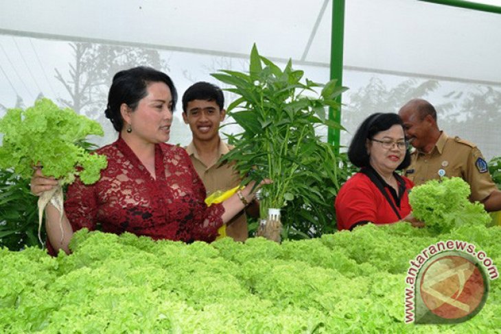 Dinas Pertanian Badung panen sayuran hidroponik di Petang