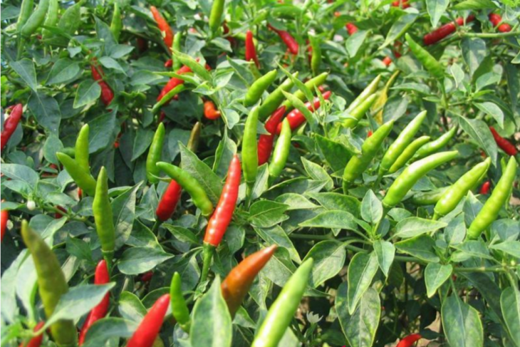 Hiyung chili to bring Tapin to Top 99 Public Service Innovation