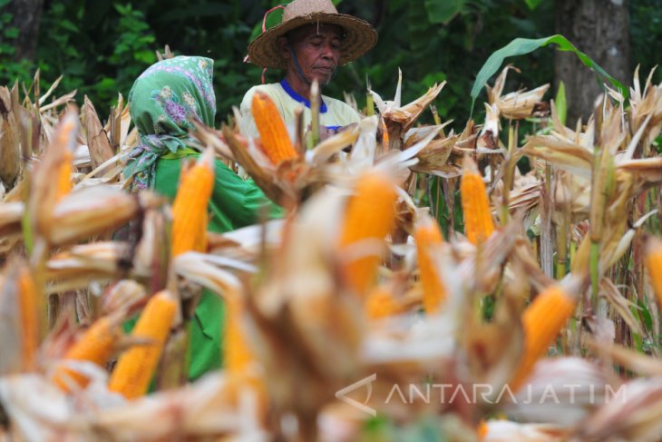 Panen Jagung Madura