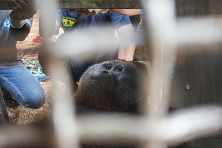 IAR translokasi orangutan jantan dewasa