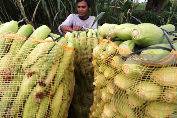 Jagung Terserang Tikus