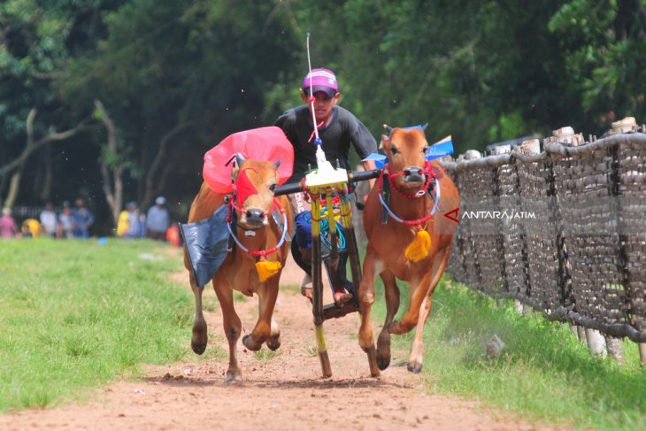 Kerapan Sapi