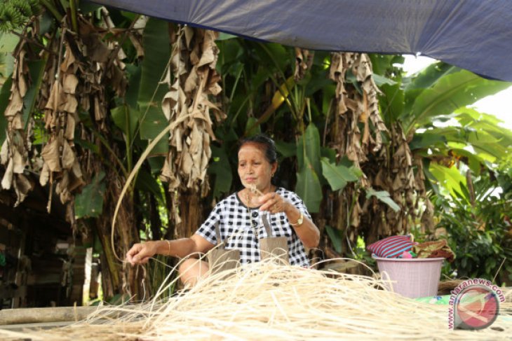 Meraut Rotan Untuk Anyaman