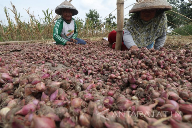 Bawang Merah