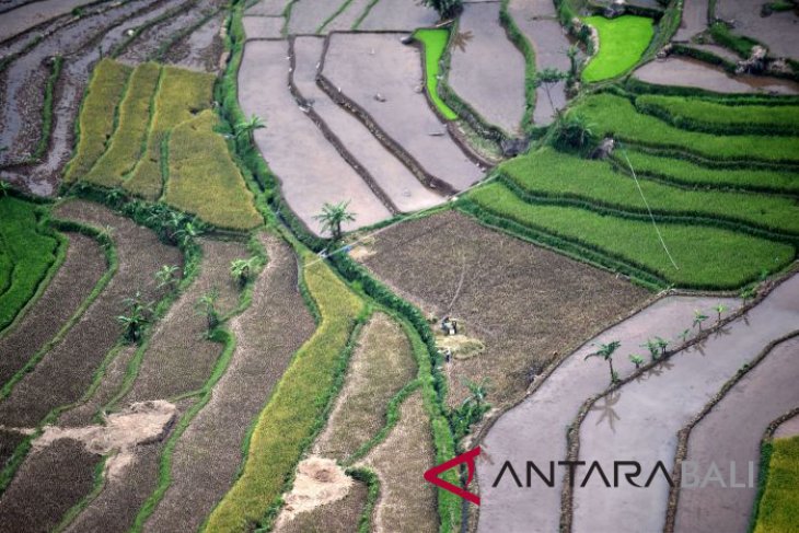 Jateng buat sawah baru