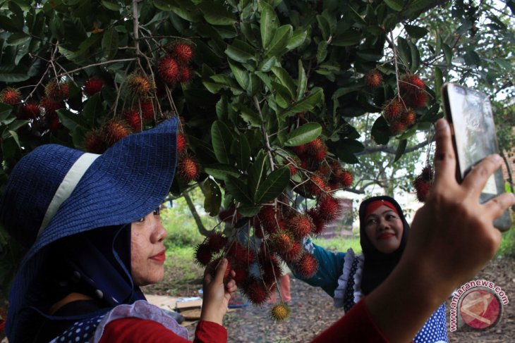 Wisata Petik Buah Rambutan