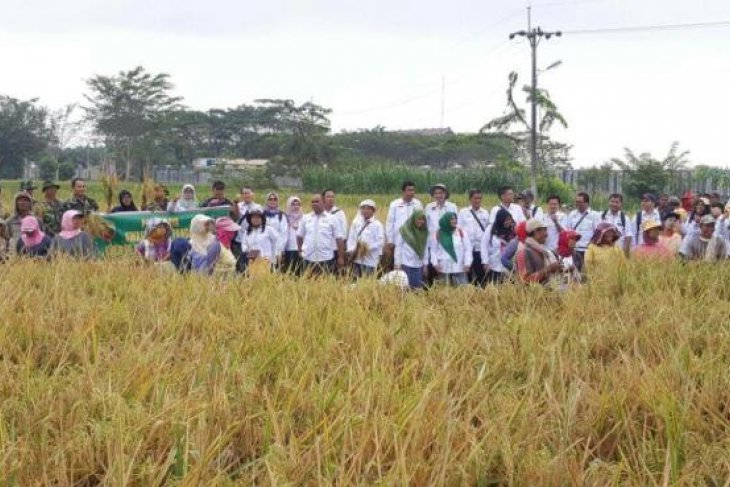 Padi hibrida tingkatkan produktivitas beras