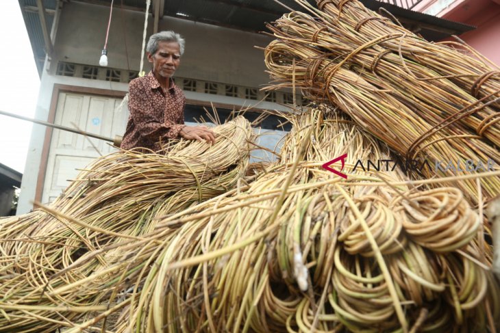 Pengumpul rotan Kutai Barat