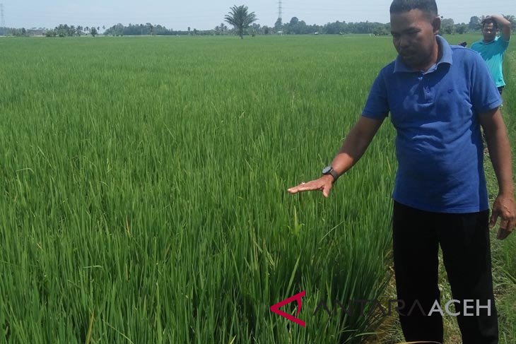 BI kembangkan padi pola