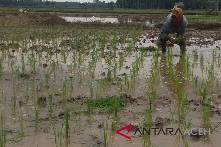 Ratusan Hektare Sawah Rawan Kekeringan - ANTARA News Aceh