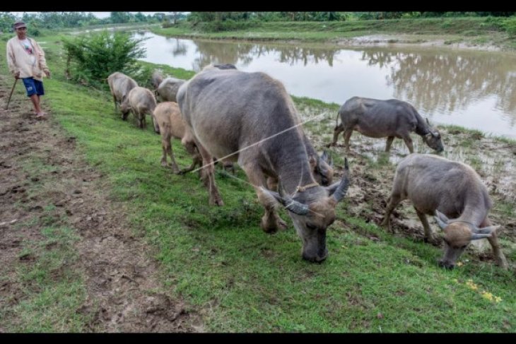 Lebak Dorong Populasi Ternak Kerbau  Meningkat ANTARA 