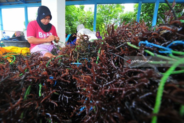 Buruh Ikat Rumput Laut