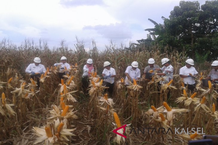 Panen Jagung Perdana