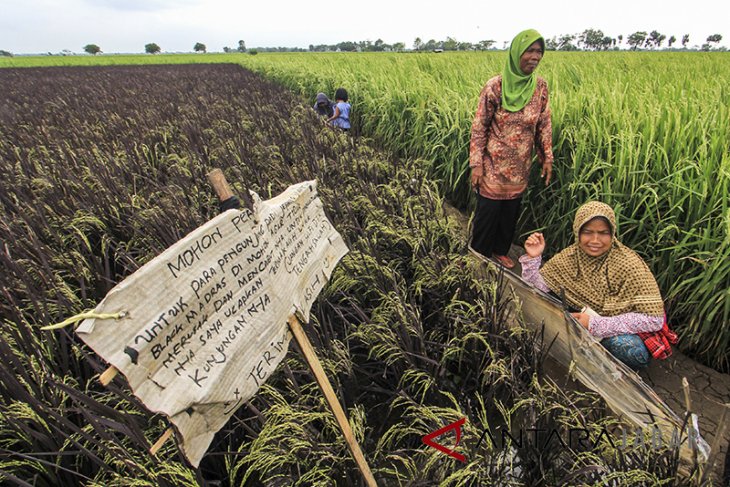 Padi Berwarna Ungu