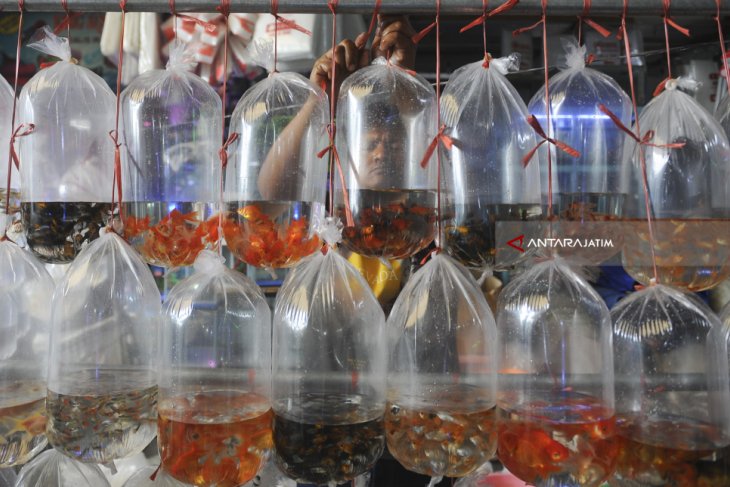 Ornamental fish production target set at 1.8 billion for 2020