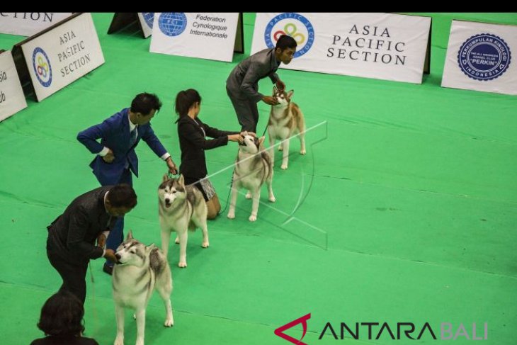 International Dog Show 2018