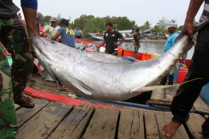 Exspor Tuna Dari Aceh