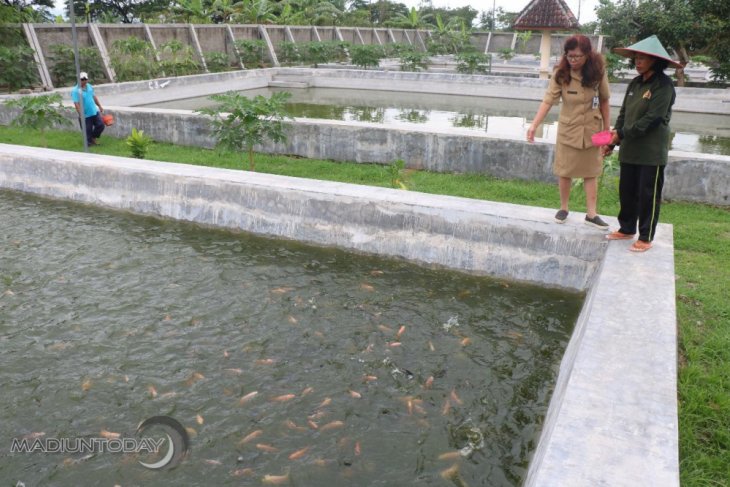 BBI Kota Madiun Produksi 298.000 Bibit Ikan