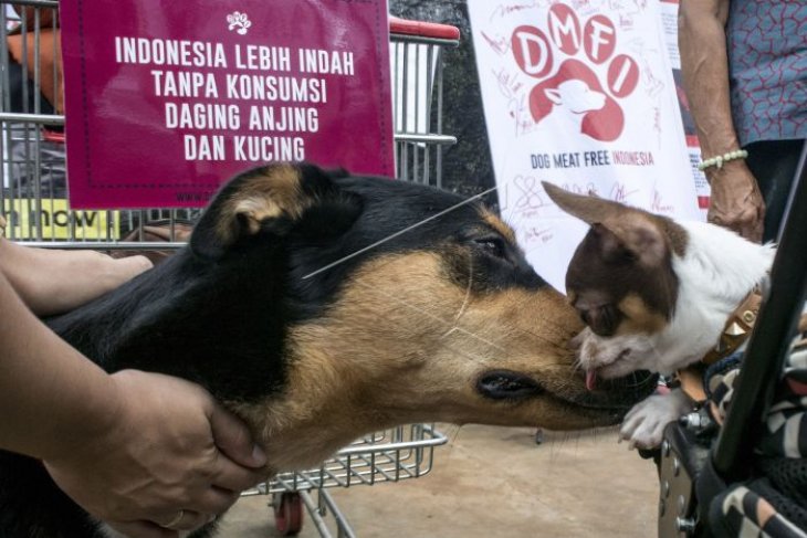Parade Dog Meat-Free Indonesia