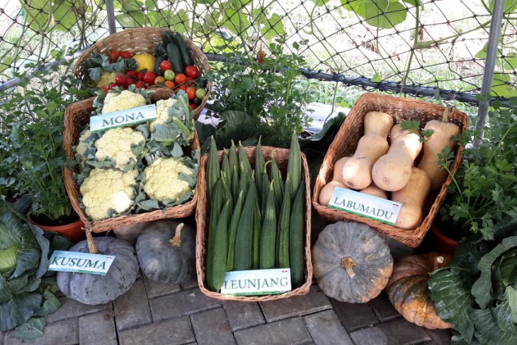 Petani Lebak Budi Daya Buah Labu Kuning