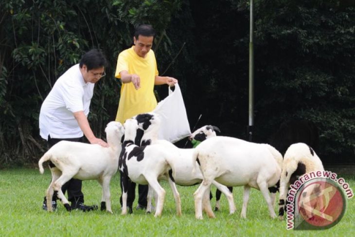 Jokowi, Airlangga enjoy morning exercise at botanical garden