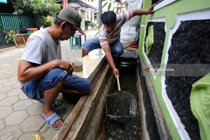 Budidaya Lele di Selokan