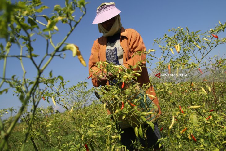 Harga Cabai Merosot