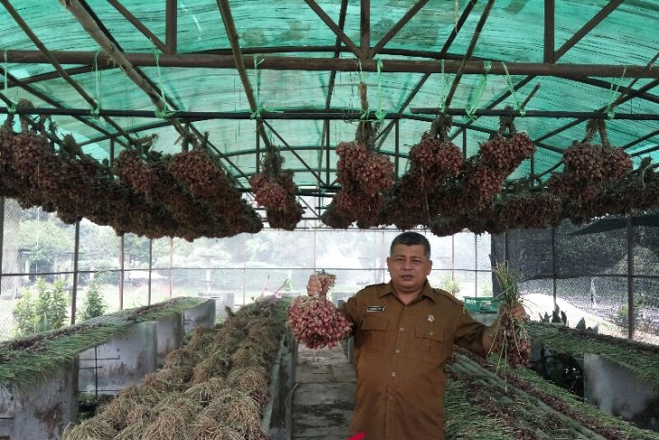 Sumut kembangkan bibit bawang merah dorong produksi