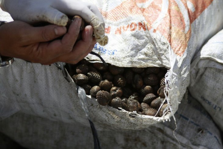 Karantina Entikong gagalkan pengiriman 1,5 ton kerang