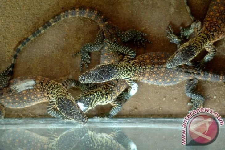 Populasi komodo KBS bertambah 11 ekor