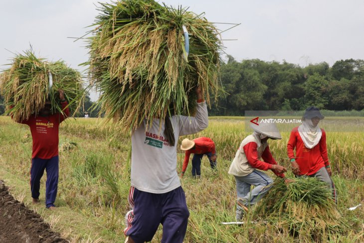 Harga Gabah Turun