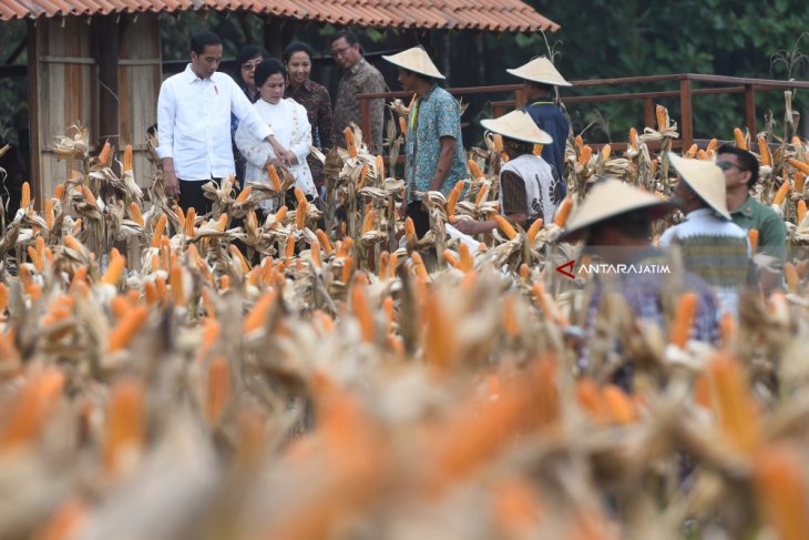 Panen Raya Jagung