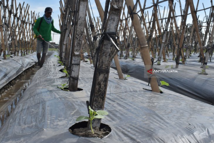 Perawatan Tanaman Melon