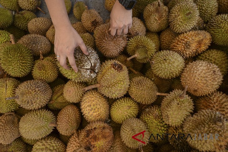 Pesta Durian