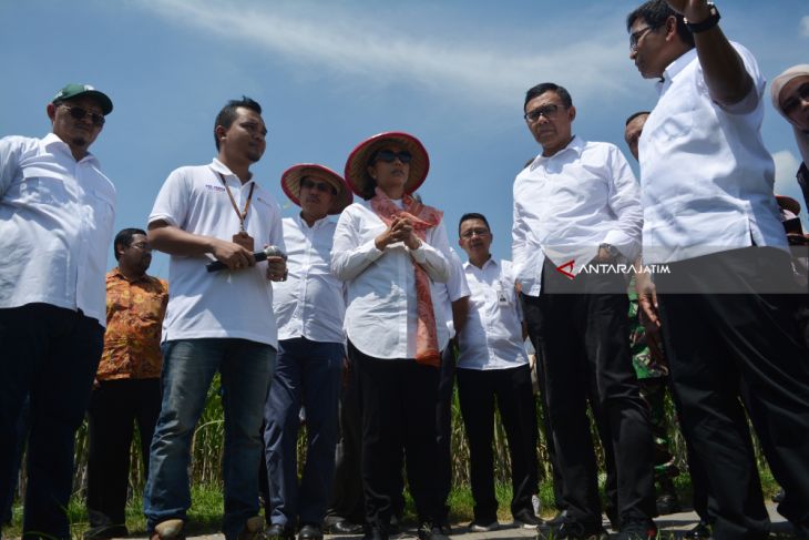 Program BUMN Serap Gabah Petani