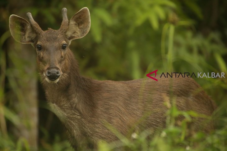 Rusa Sambar sudah jarang terlihat