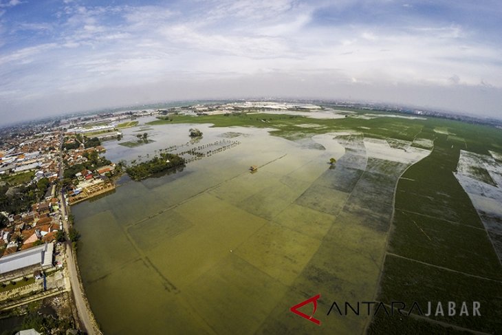 Sawah Terendam Banjir