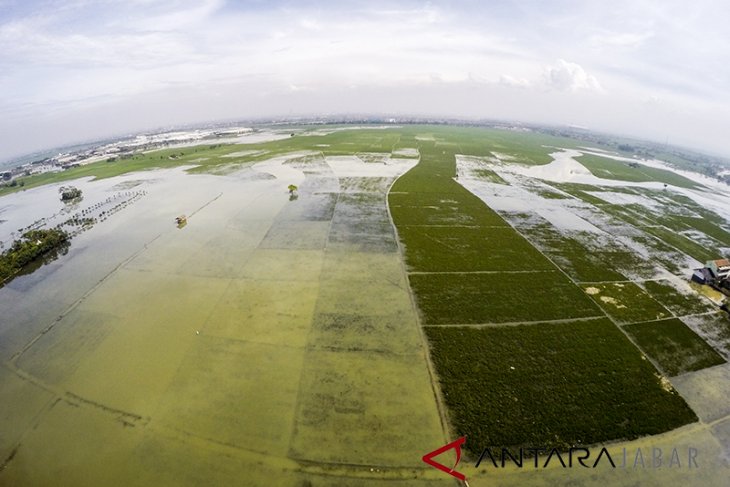 Sawah Terendam Banjir