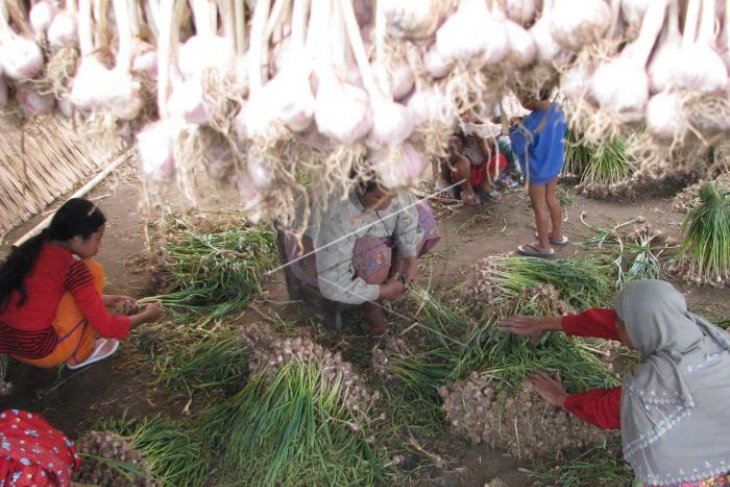 Bibit bawang putih diduga beredar di Sumut