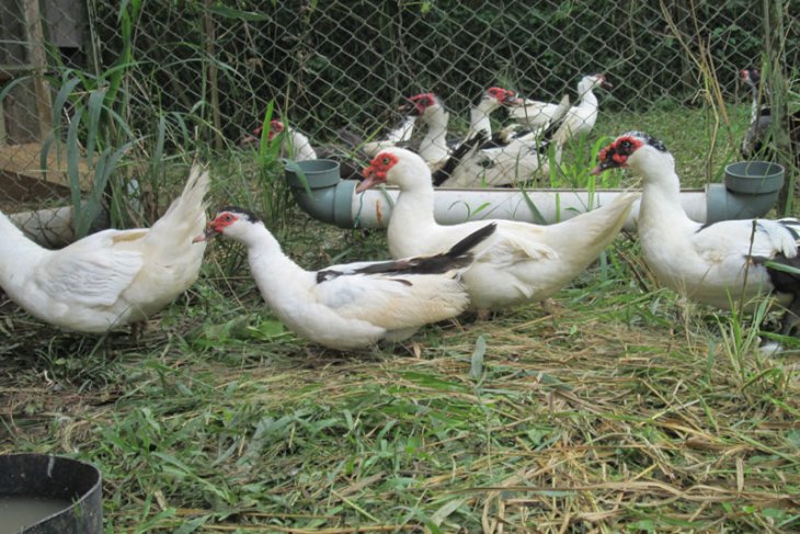 Batasi pakan, peneliti IPB buktikan entok tetap produktif bertelur