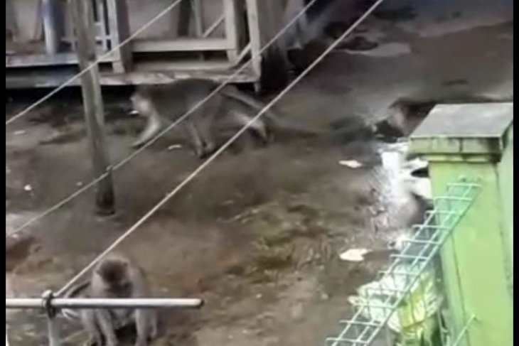 Bekasi kerahkan damkar tangkap monyet liar ganas