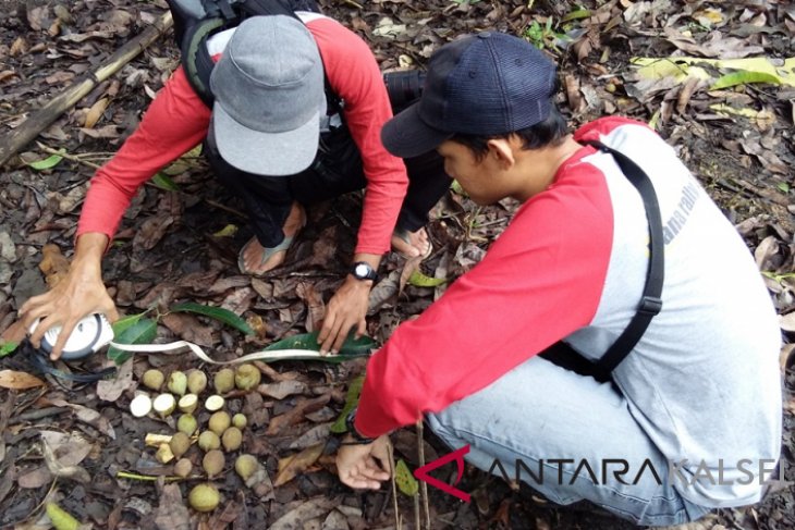 Eksplorasi Buah Tandui