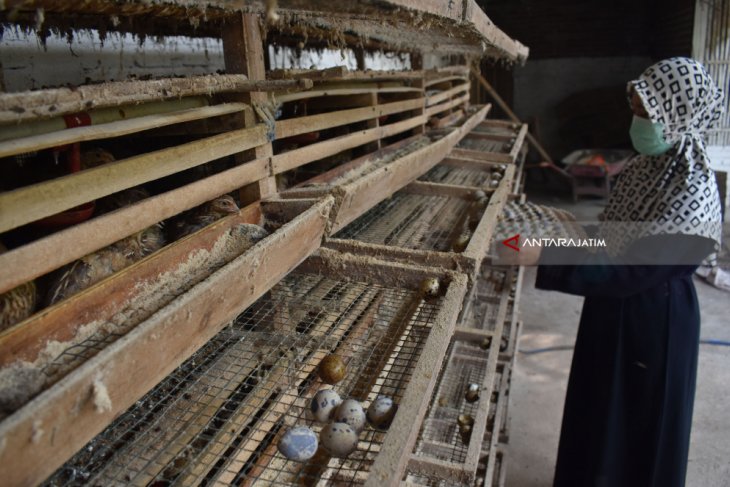 Harga Telur Puyuh Naik