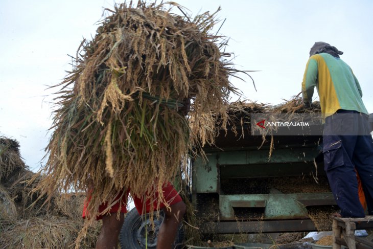 Harga Gabah Kering Panen Turun