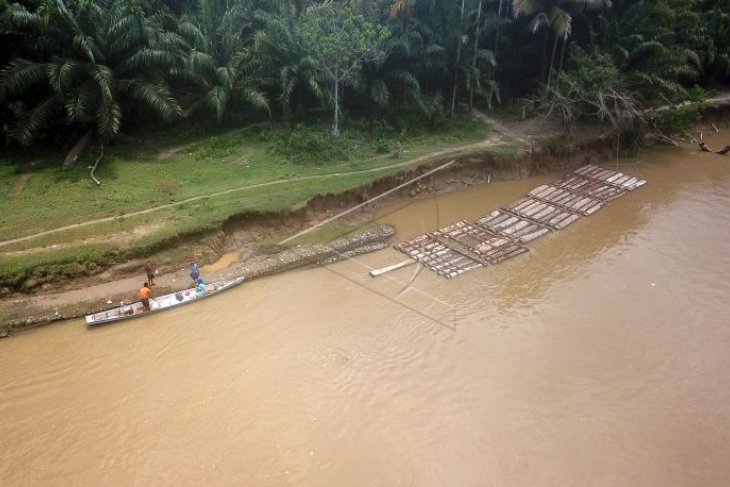 (Foto) OTT illegal logging