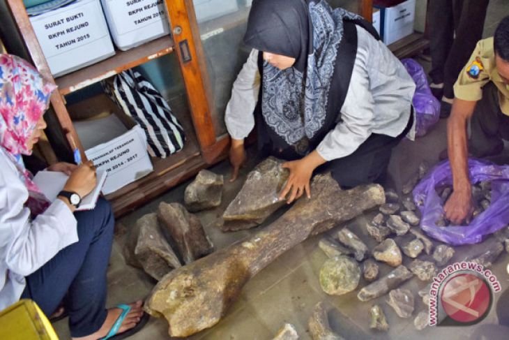 Penemuan fosil gajah purba Ngawi