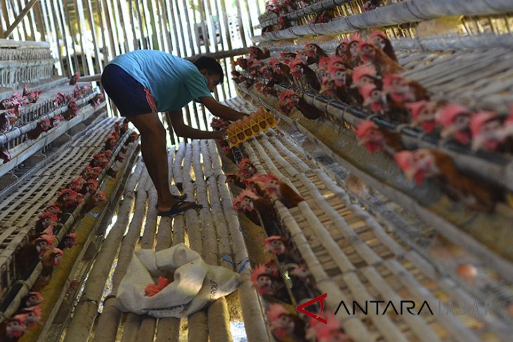 Produksi Telur Nasional