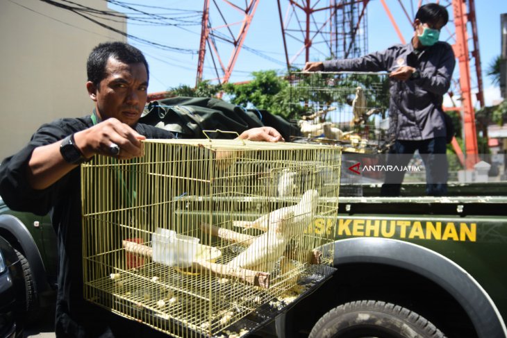 Tindak Pidana Konservasi SDA Hayati