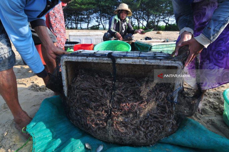 Harga UDang Rebon Turun
