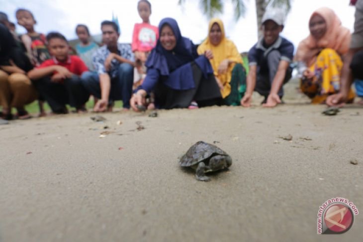 Melepas Tukik Tuntong Laut